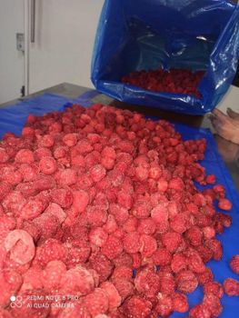 Frozen Whole Raspberries 90/10 - Fruttileg Export - Morocco